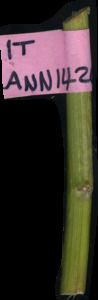 primarybranch