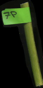 primarybranch