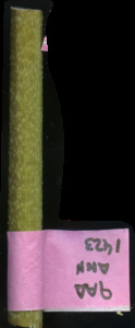primarybranch