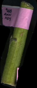 primarybranch