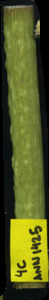 primarybranch