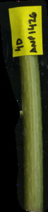 primarybranch