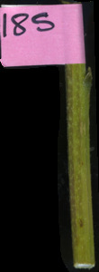 primarybranch