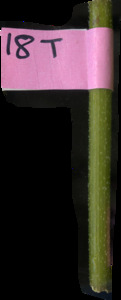primarybranch