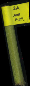 primarybranch