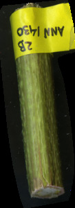 primarybranch