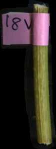 primarybranch