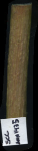 primarybranch