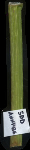 primarybranch