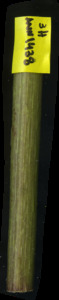 primarybranch