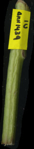 primarybranch