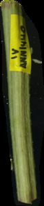 primarybranch