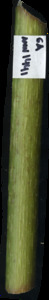 primarybranch