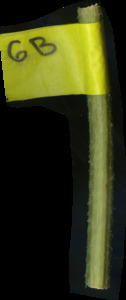 primarybranch