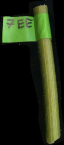 primarybranch