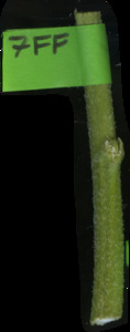 primarybranch