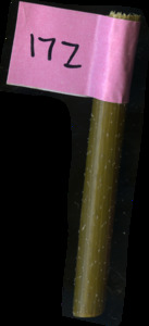 primarybranch