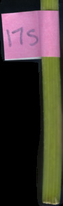 primarybranch