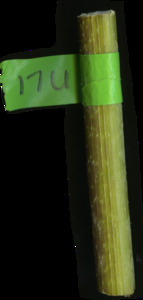 primarybranch
