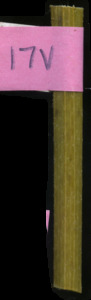 primarybranch