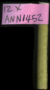 primarybranch