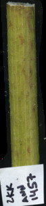primarybranch