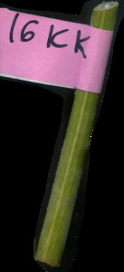primarybranch