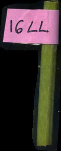 primarybranch
