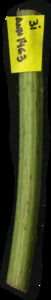 primarybranch