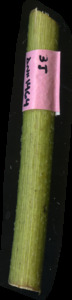 primarybranch