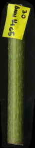 primarybranch