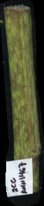primarybranch