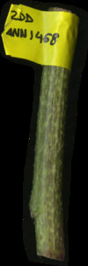 primarybranch