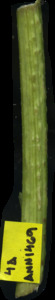 primarybranch