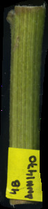primarybranch