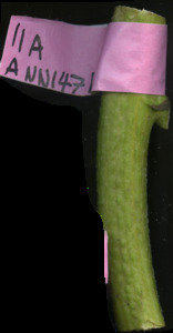 primarybranch