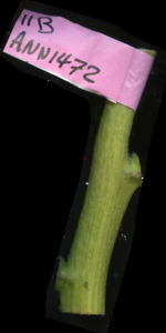 primarybranch