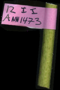 primarybranch