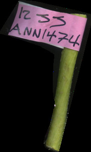 primarybranch