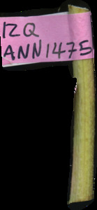 primarybranch
