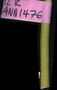 primarybranch