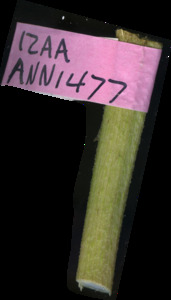 primarybranch