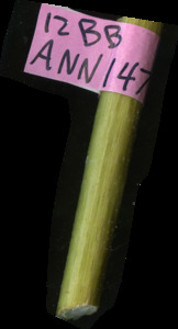 primarybranch