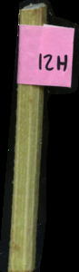primarybranch