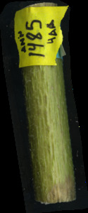 primarybranch