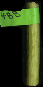 primarybranch