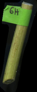 primarybranch