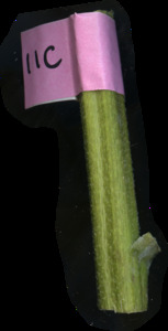 primarybranch