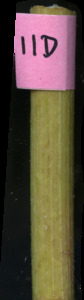 primarybranch