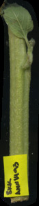 primarybranch